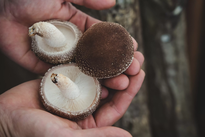 【静岡美食】富士山と伊豆の恵み：静岡の北山農園と鈴木しいたけ園の紹介