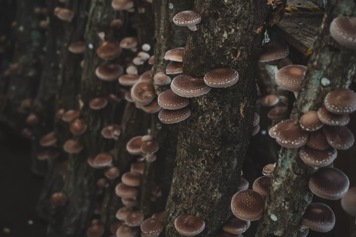 【静岡美食】富士山と伊豆の恵み：静岡の北山農園と鈴木しいたけ園の紹介