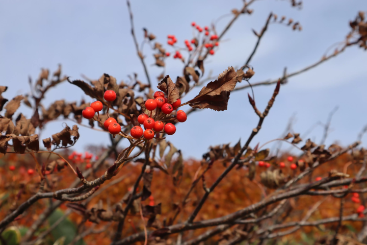 栗驹山的红叶堪称“上帝的地毯”