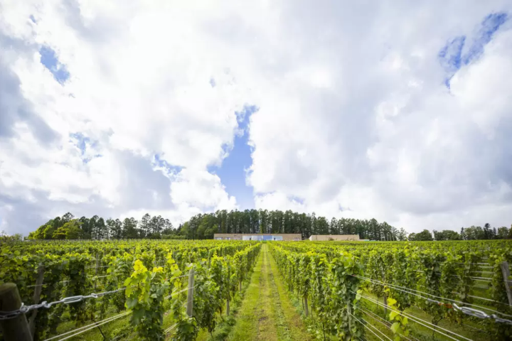 Visiting wineries in Hokkaido | Summary of wineries by region that are must-sees for wine lovers
