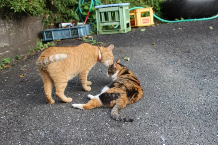 A fisherman's inn "Tsunomiyaso" where the mascot cat welcomes you