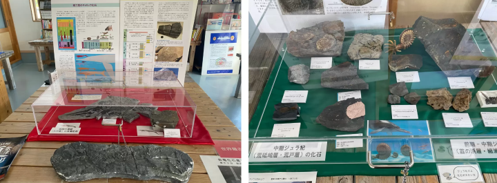 World's oldest fossil in Minamisanriku? ! Minamisanriku-cho Utatsu area fossil excavation experience