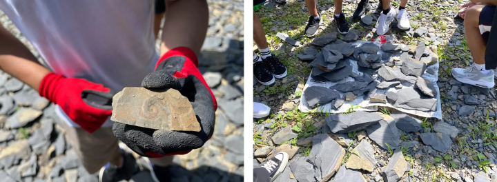 Discovered ammonite fossils (left) A large harvest that could not be covered with newspapers (right)    
