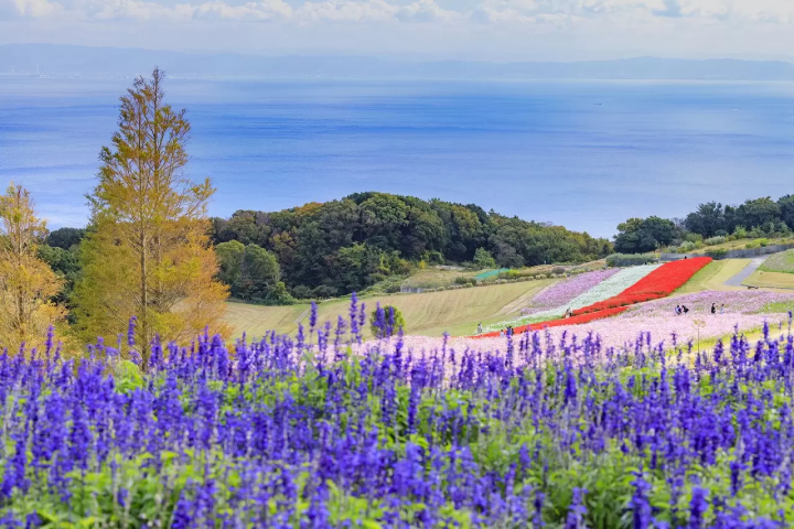 Japans Flower Island, Awaji! Swirling Ocean Rapids, Anime Theme Parks and More! 