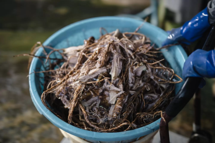 【手仕事のまち越前市】クリエイターを刺激する越前和紙の底力