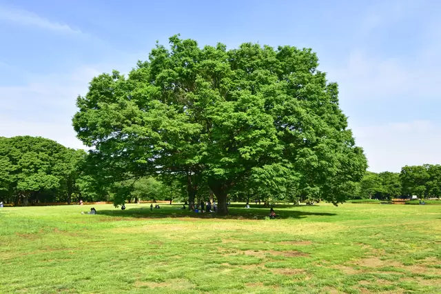 原宿はカワイイだけじゃない！自然豊かな「代々木公園」の魅力