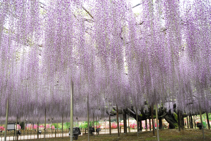 The area of ​​the large wisteria is as much as 1000㎡.  