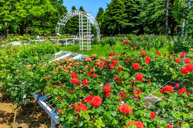 原宿はカワイイだけじゃない！自然豊かな「代々木公園」の魅力