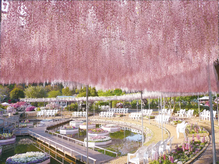 Enjoy the wisteria scenery at Ashikaga Flower Park