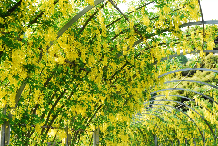 Enjoy the wisteria scenery at Ashikaga Flower Park