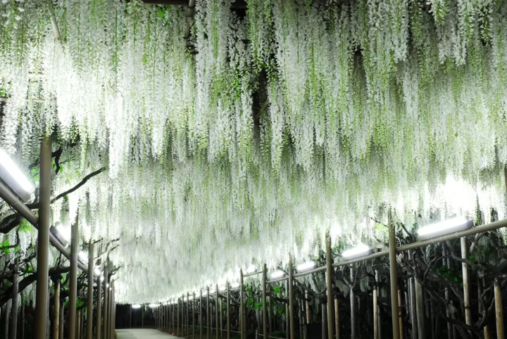 A tunnel of white wisteria wrapped in a solemn atmosphere  