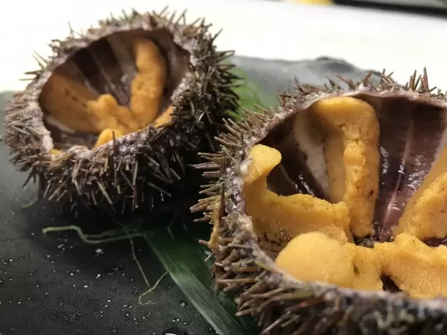 北海道で食べたい絶品！ウニの産地・シーズン・種類をご紹介