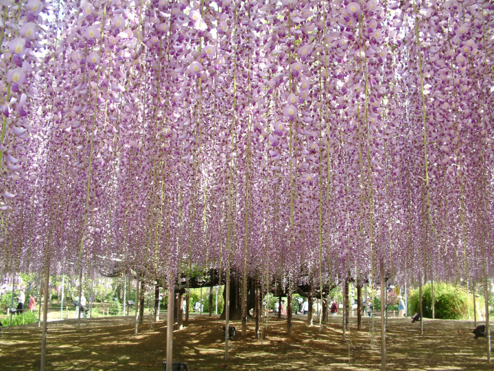 Ashikaga Flower Park and the four seasons