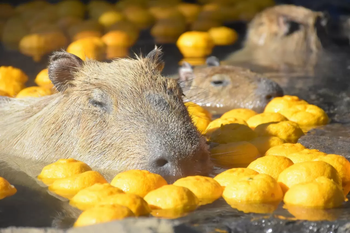Capybaras In Japan The Best Cafes Hot Springs And More Japan Travel Capybaras In Japan The Best Cafes Hot Springs And More Japan Travel