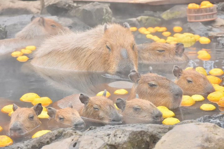 Hotspring Beautys, 9 Places to Meet Capybara in Japan