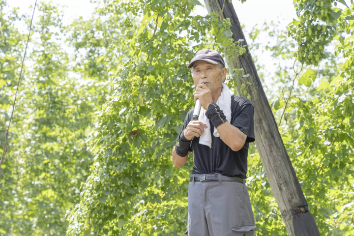 การเก็บเกี่ยวฮอปสดยามเช้าและการทำเบียร์ในเมืองชิราทากะ