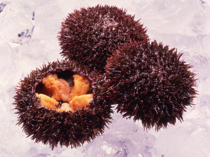 北海道で食べたい絶品！ウニの産地・シーズン・種類をご紹介