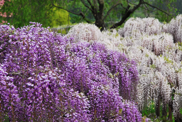 During “Fuji no Hana Monogatari,” you can see wisteria flowers everywhere you look.  