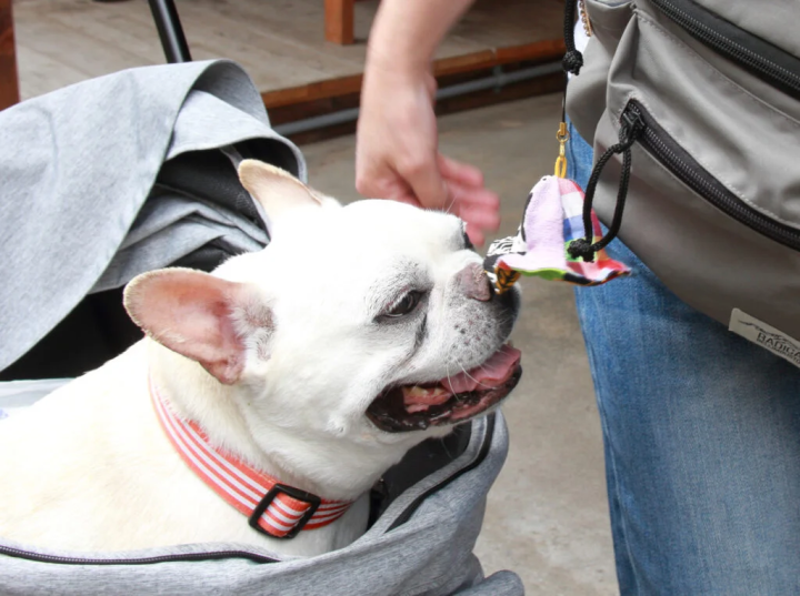 ワンコもお散歩