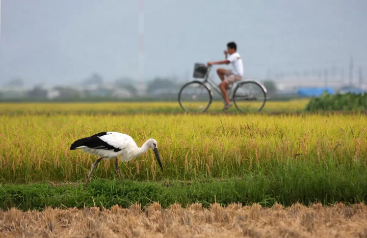 hyogo tourism