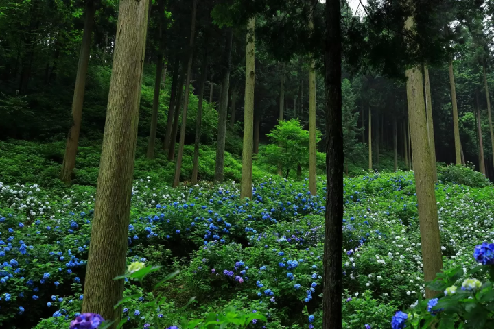 Tokyos Fairytale City, 10 Things To Do In Akiruno