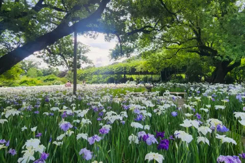 Ashikaga Flower Park and the four seasons