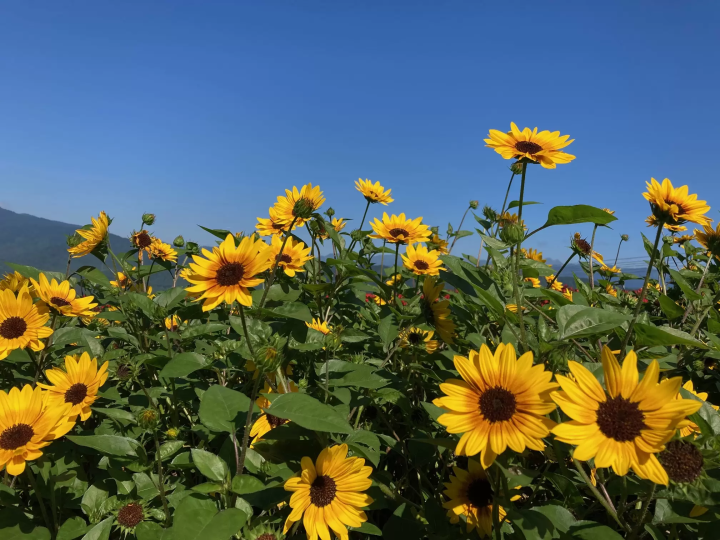 【기후현】나고야에서 직통 고속버스로 갈 수 있는, 일본 최대급의 베고니아 밭 “히루가노 피크닉 가든”