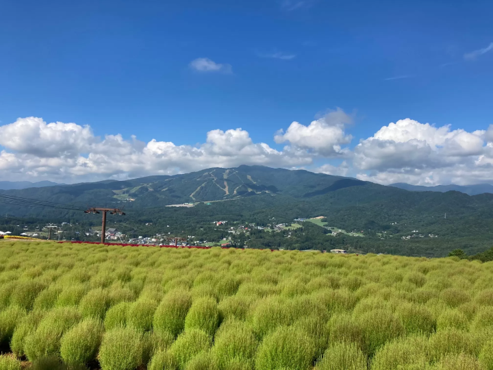 【기후현】나고야에서 직통 고속버스로 갈 수 있는, 일본 최대급의 베고니아 밭 “히루가노 피크닉 가든”