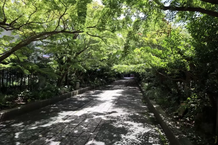 夏の新緑も美しい。ほっと一息つくのにぴったりの場所      