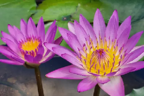 Ashikaga Flower Park and the four seasons