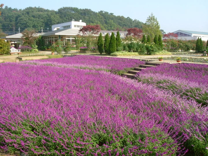 Ashikaga Flower Park and the four seasons
