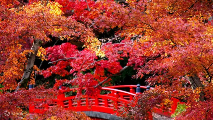 8 Amazing Autumn Tours to Take and See the Foliage