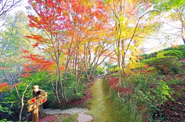 【2023年】全国紅葉カレンダー。紅葉のシーズン予想＆名所24選！