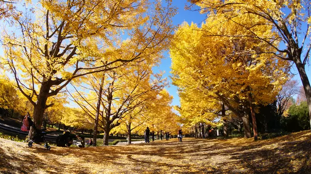 【2023年版】見ごろはいつ？ 東京のオススメ紅葉名所10選