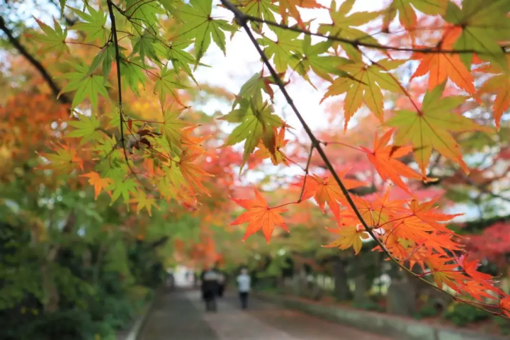 【山口】紅葉、絶品グルメを満喫！立ち寄りたいスポット９選