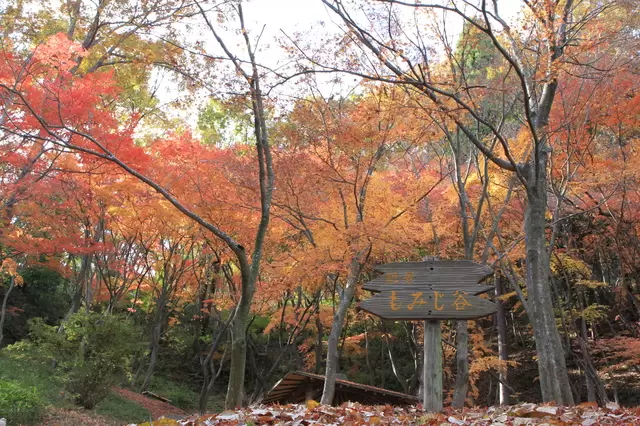 【2023年版】大阪で絶対行きたい紅葉スポット10選〜箕面公園・大阪城・大仙公園ほか〜