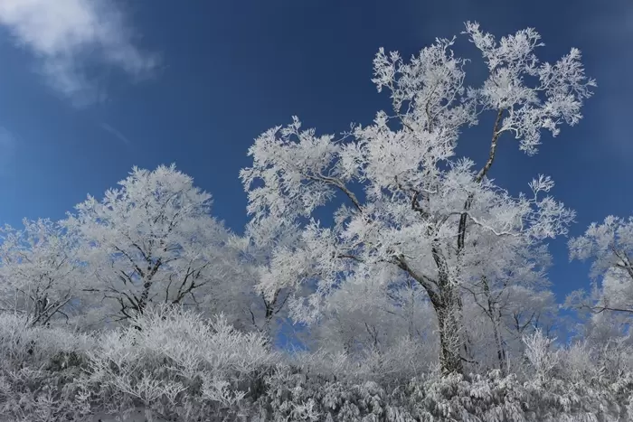 當新雪落下時，樹木就會被雪覆蓋。 