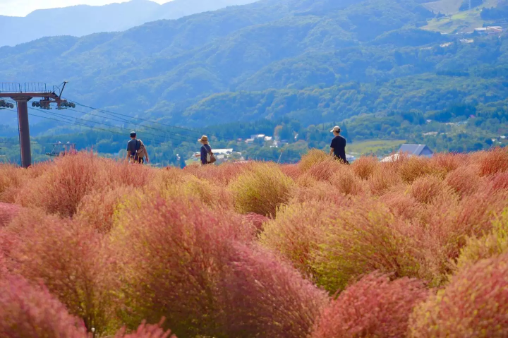 [岐阜縣] 6,000株地膚的秋葉