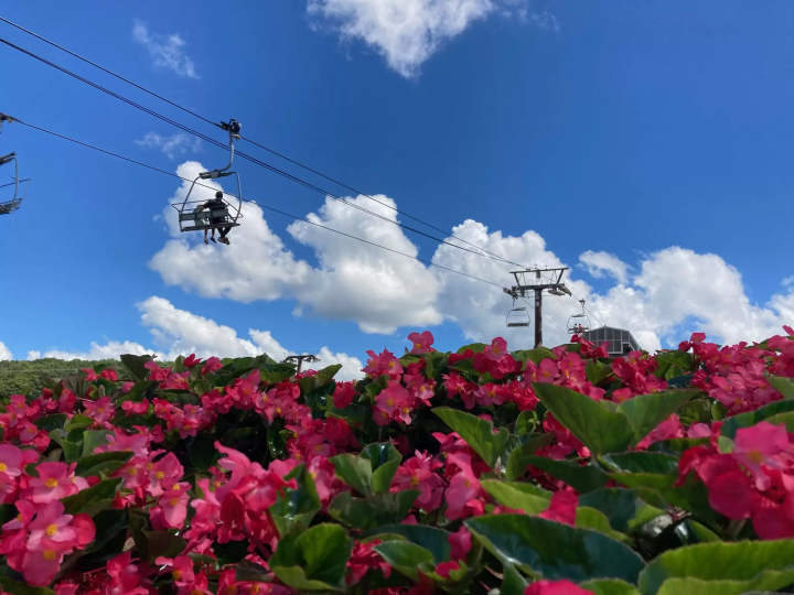 [岐阜縣] 6,000株地膚的秋葉