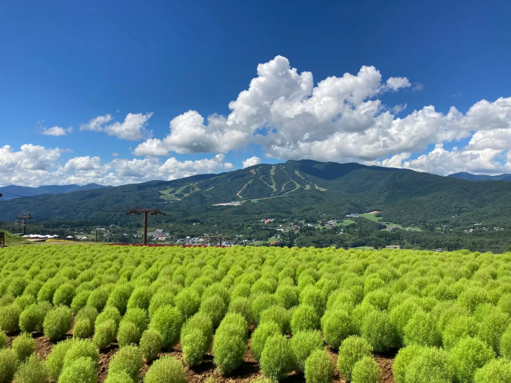 [岐阜縣] 6,000株地膚的秋葉
