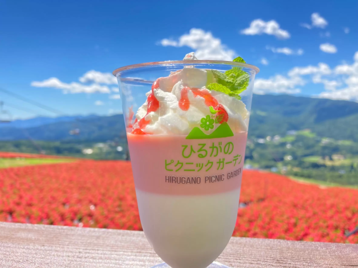 [岐阜縣] 6,000株地膚的秋葉