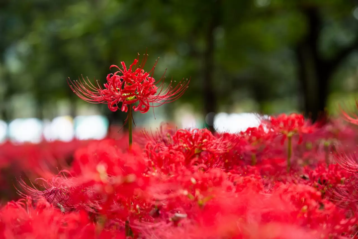 Kinchakuda Red Spider Lily Festival
