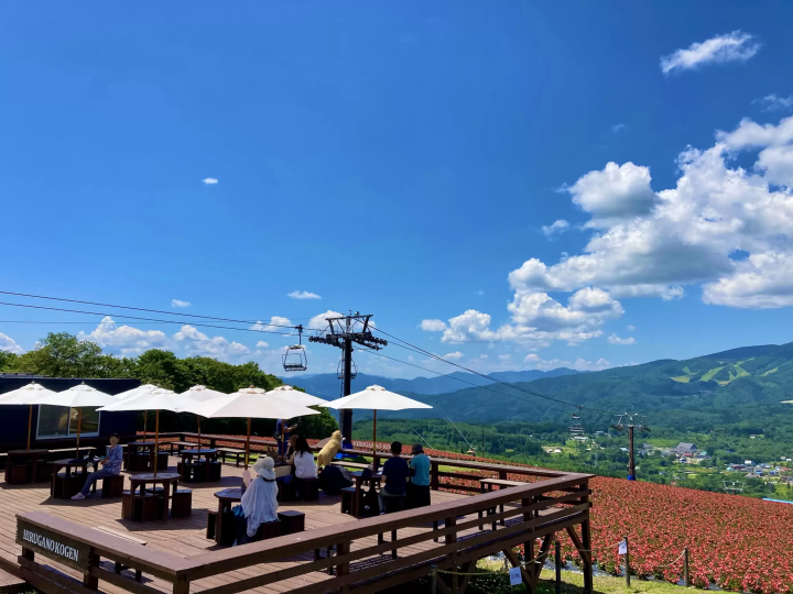 [岐阜縣] 6,000株地膚的秋葉