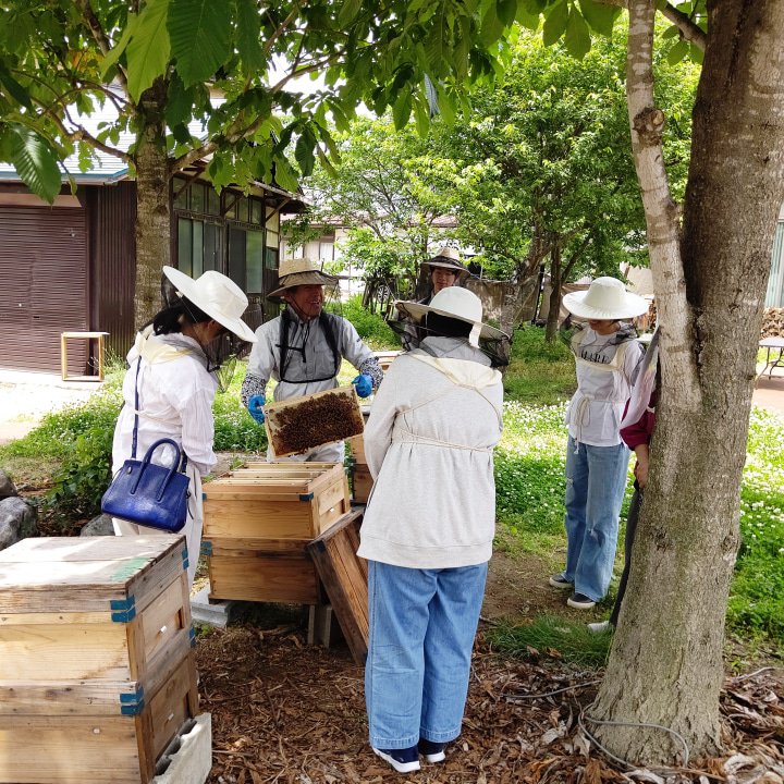 [Aizu] Learn about the unknown ecology of honeybees