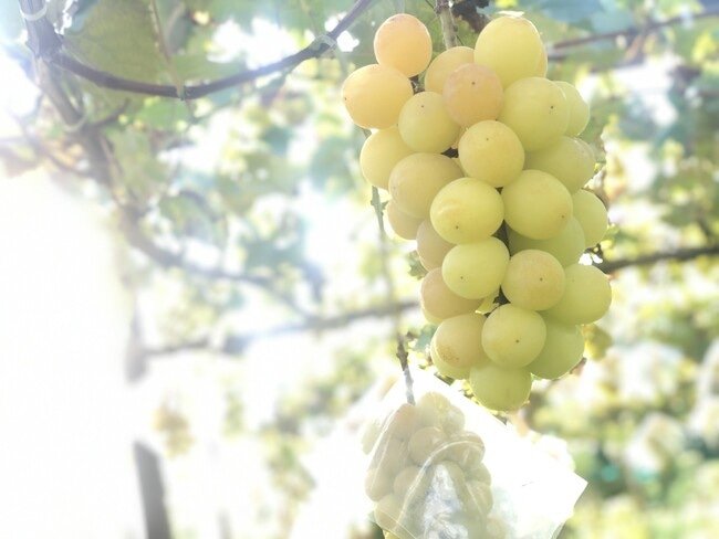 日本第一葡萄產地：山梨縣