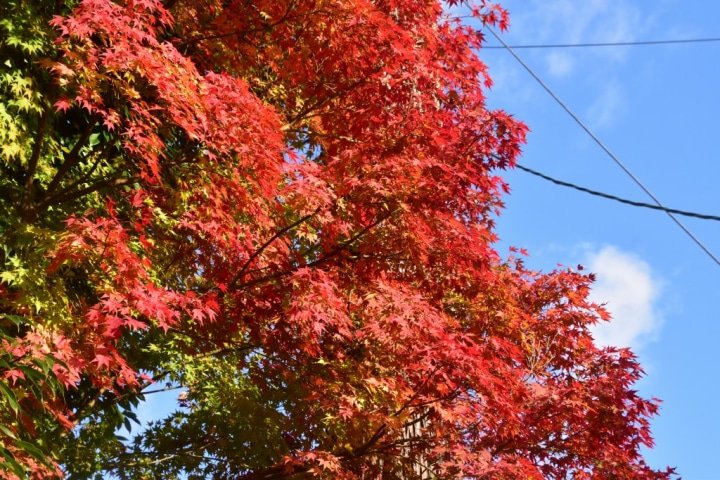 【兵庫】湯村温泉のおすすめ紅葉スポットを紹介。温泉と美食を堪能しよう!