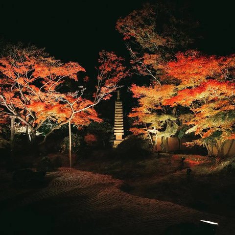 活动和节日（十月）