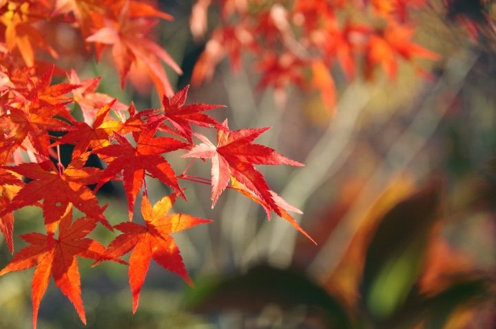 [2026]京都赏枫五大最佳地点，入住Hotel Noum OSAKA