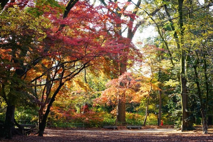 [2026]京都赏枫五大最佳地点，入住Hotel Noum OSAKA