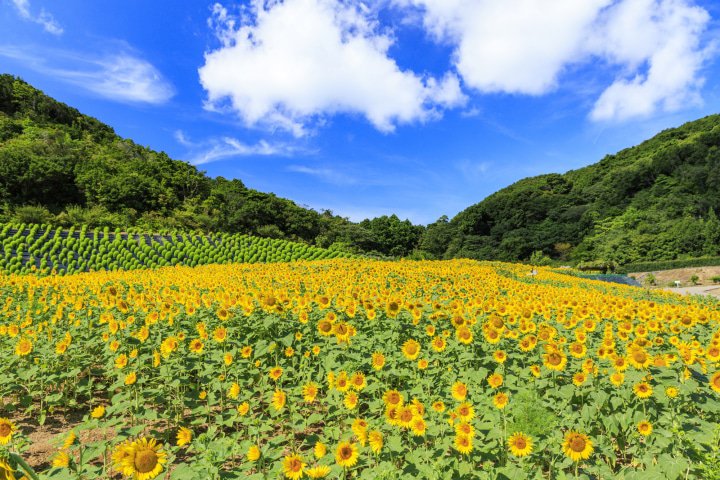 日本三重縣觀光導覽：深入探索日本文化的最佳景點15選